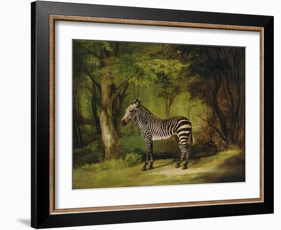 A Zebra, 1763-George Stubbs-Framed Giclee Print