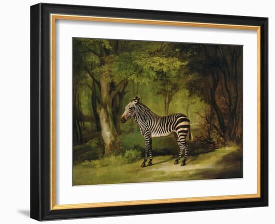 A Zebra, 1763-George Stubbs-Framed Giclee Print