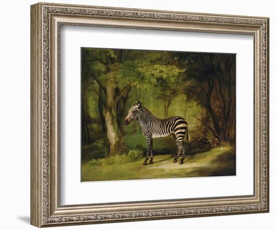 A Zebra, 1763-George Stubbs-Framed Giclee Print