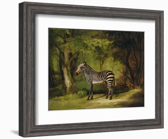 A Zebra, 1763-George Stubbs-Framed Giclee Print