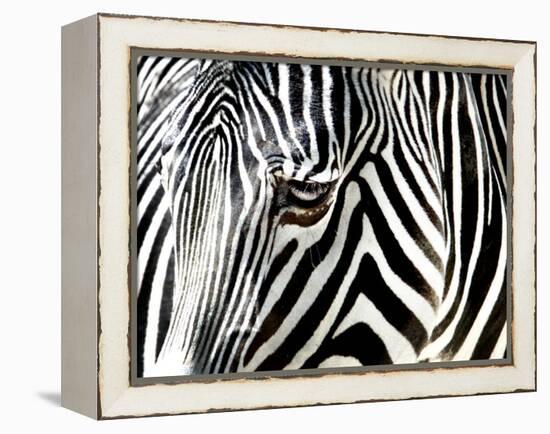 A Zebra at the Frankfurt Zoo-null-Framed Premier Image Canvas