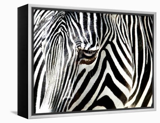 A Zebra at the Frankfurt Zoo-null-Framed Premier Image Canvas