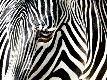 Premium Photographic Print