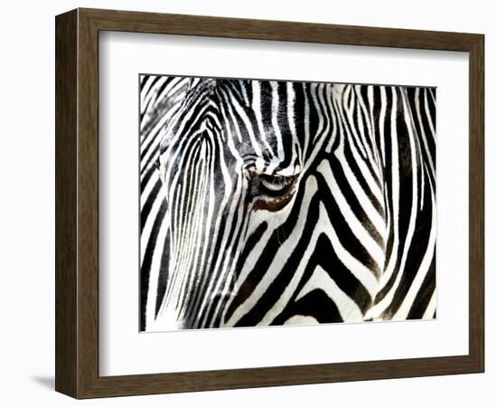 A Zebra at the Frankfurt Zoo-null-Framed Photographic Print