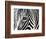 A Zebra at the Frankfurt Zoo-null-Framed Photographic Print