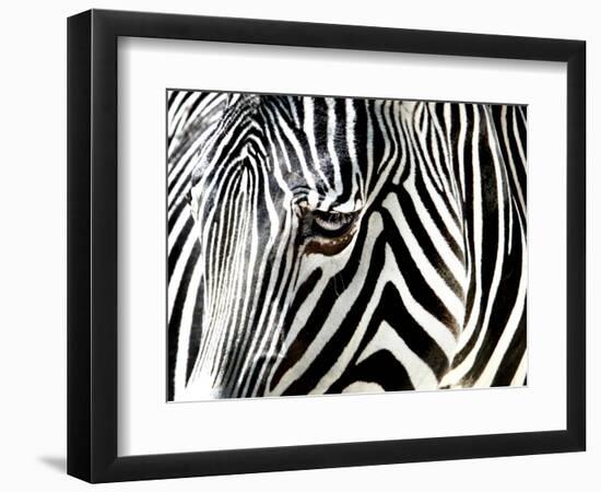 A Zebra at the Frankfurt Zoo-null-Framed Photographic Print