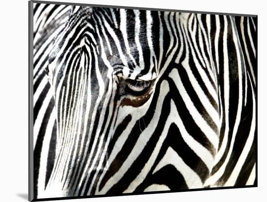 A Zebra at the Frankfurt Zoo-null-Mounted Photographic Print