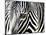 A Zebra at the Frankfurt Zoo-null-Mounted Photographic Print