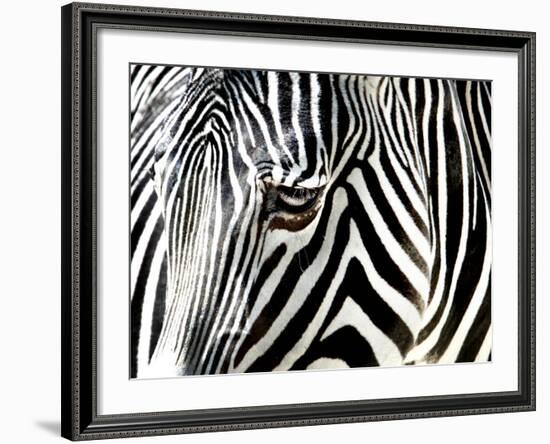 A Zebra at the Frankfurt Zoo-null-Framed Photographic Print