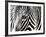 A Zebra at the Frankfurt Zoo-null-Framed Photographic Print