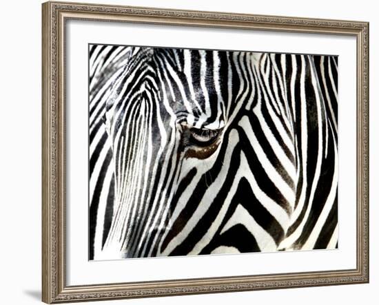 A Zebra at the Frankfurt Zoo--Framed Photographic Print