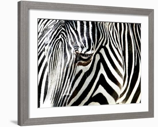 A Zebra at the Frankfurt Zoo-null-Framed Photographic Print