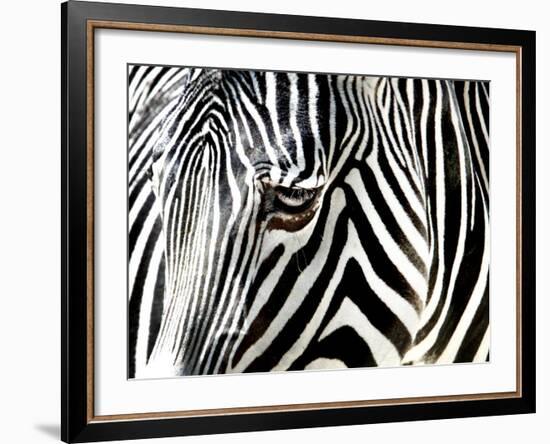 A Zebra at the Frankfurt Zoo-null-Framed Photographic Print