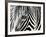 A Zebra at the Frankfurt Zoo-null-Framed Photographic Print