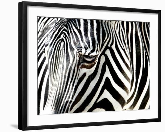 A Zebra at the Frankfurt Zoo--Framed Photographic Print