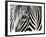 A Zebra at the Frankfurt Zoo-null-Framed Photographic Print