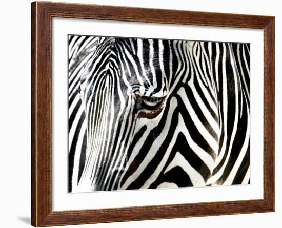 A Zebra at the Frankfurt Zoo--Framed Photographic Print
