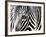 A Zebra at the Frankfurt Zoo-null-Framed Photographic Print