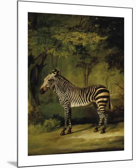 A Zebra - Focus-George Stubbs-Mounted Premium Giclee Print