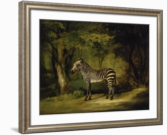 A Zebra-George Stubbs-Framed Premium Giclee Print