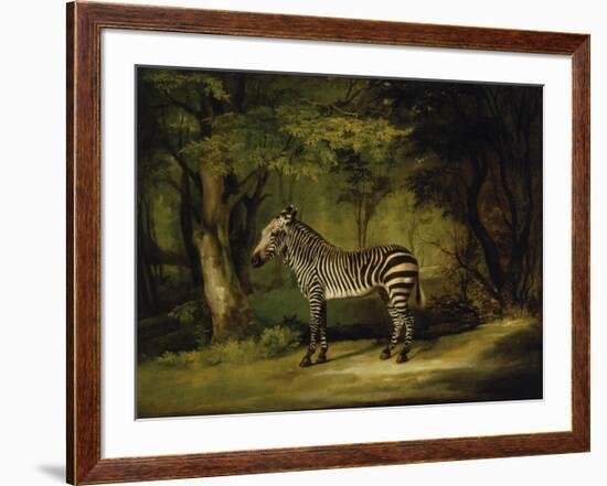 A Zebra-George Stubbs-Framed Premium Giclee Print