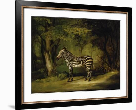 A Zebra-George Stubbs-Framed Premium Giclee Print