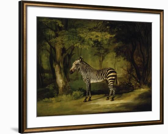 A Zebra-George Stubbs-Framed Premium Giclee Print