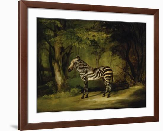 A Zebra-George Stubbs-Framed Premium Giclee Print