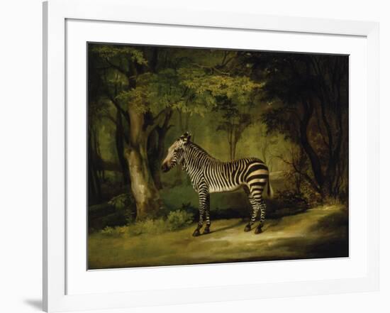 A Zebra-George Stubbs-Framed Premium Giclee Print