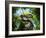 A Zuniceratops Wanders a Cretaceous Forest-Stocktrek Images-Framed Photographic Print