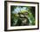 A Zuniceratops Wanders a Cretaceous Forest-Stocktrek Images-Framed Photographic Print