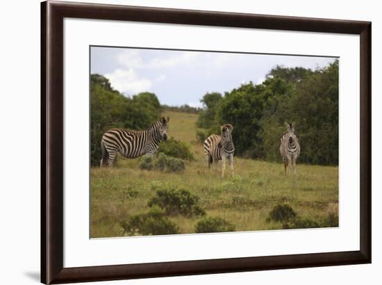 A21C1199Zebra - Burchells-Bob Langrish-Framed Giclee Print