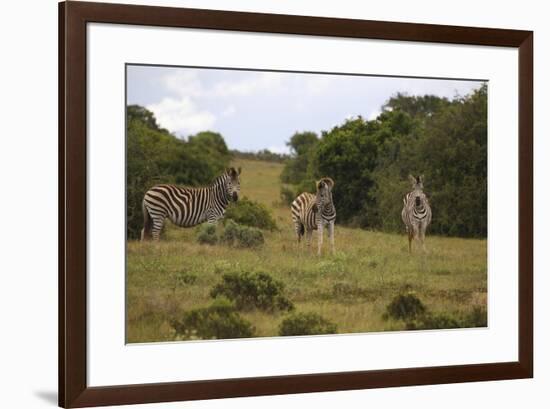 A21C1199Zebra - Burchells-Bob Langrish-Framed Giclee Print