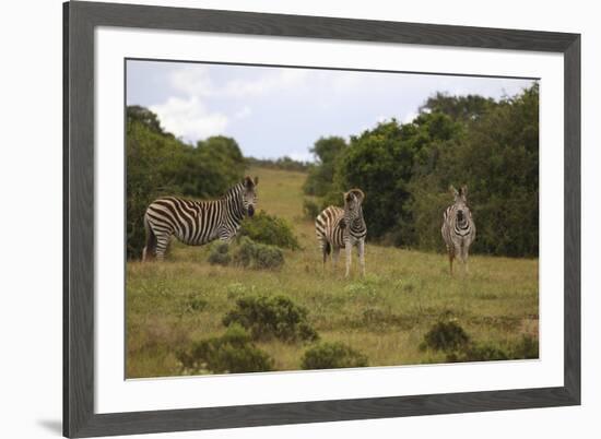 A21C1199Zebra - Burchells-Bob Langrish-Framed Giclee Print