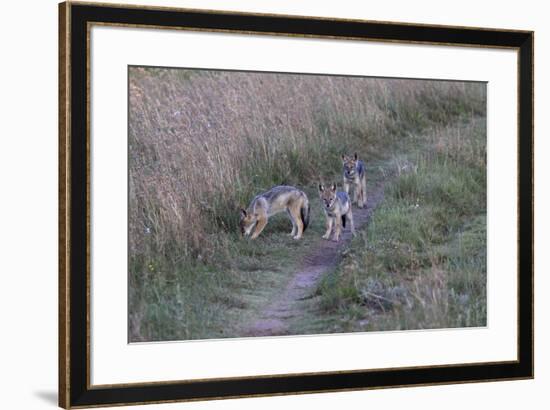 A21C1734Black-backed Jackal-Bob Langrish-Framed Giclee Print