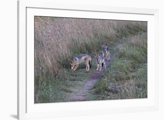 A21C1734Black-backed Jackal-Bob Langrish-Framed Giclee Print