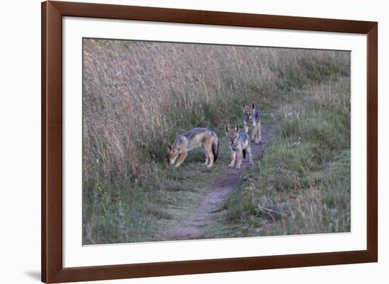 A21C1734Black-backed Jackal-Bob Langrish-Framed Giclee Print