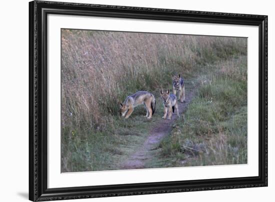 A21C1734Black-backed Jackal-Bob Langrish-Framed Giclee Print