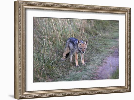 A21C1741Black-backed Jackal-Bob Langrish-Framed Giclee Print