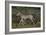 A21C1868Zebra - Burchells-Bob Langrish-Framed Giclee Print