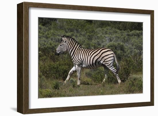 A21C1868Zebra - Burchells-Bob Langrish-Framed Giclee Print