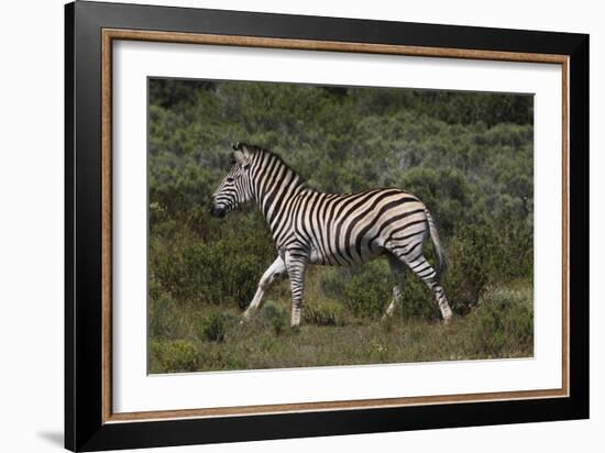 A21C1868Zebra - Burchells-Bob Langrish-Framed Giclee Print