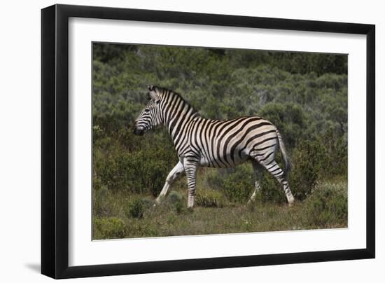 A21C1868Zebra - Burchells-Bob Langrish-Framed Giclee Print