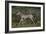 A21C1868Zebra - Burchells-Bob Langrish-Framed Giclee Print