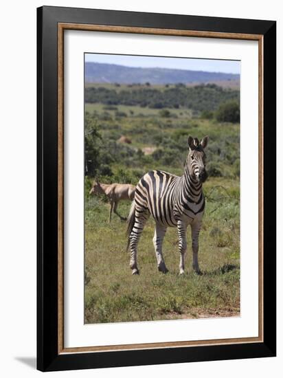 A21C1888Zebra - Burchells-Bob Langrish-Framed Giclee Print