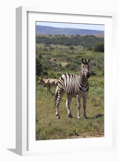 A21C1888Zebra - Burchells-Bob Langrish-Framed Giclee Print