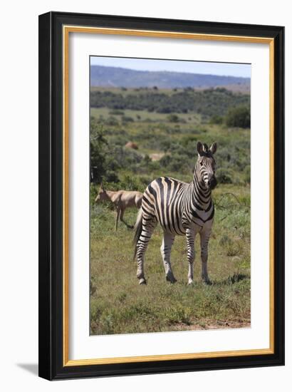 A21C1888Zebra - Burchells-Bob Langrish-Framed Giclee Print