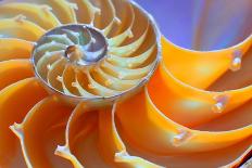 Close-Up of a Nautilus Shell Section-aabeele-Photographic Print