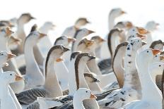 Domestic Geese Outdoor in Winter-aabeele-Photographic Print