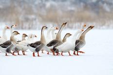 Domestic Geese Outdoor in Winter-aabeele-Photographic Print